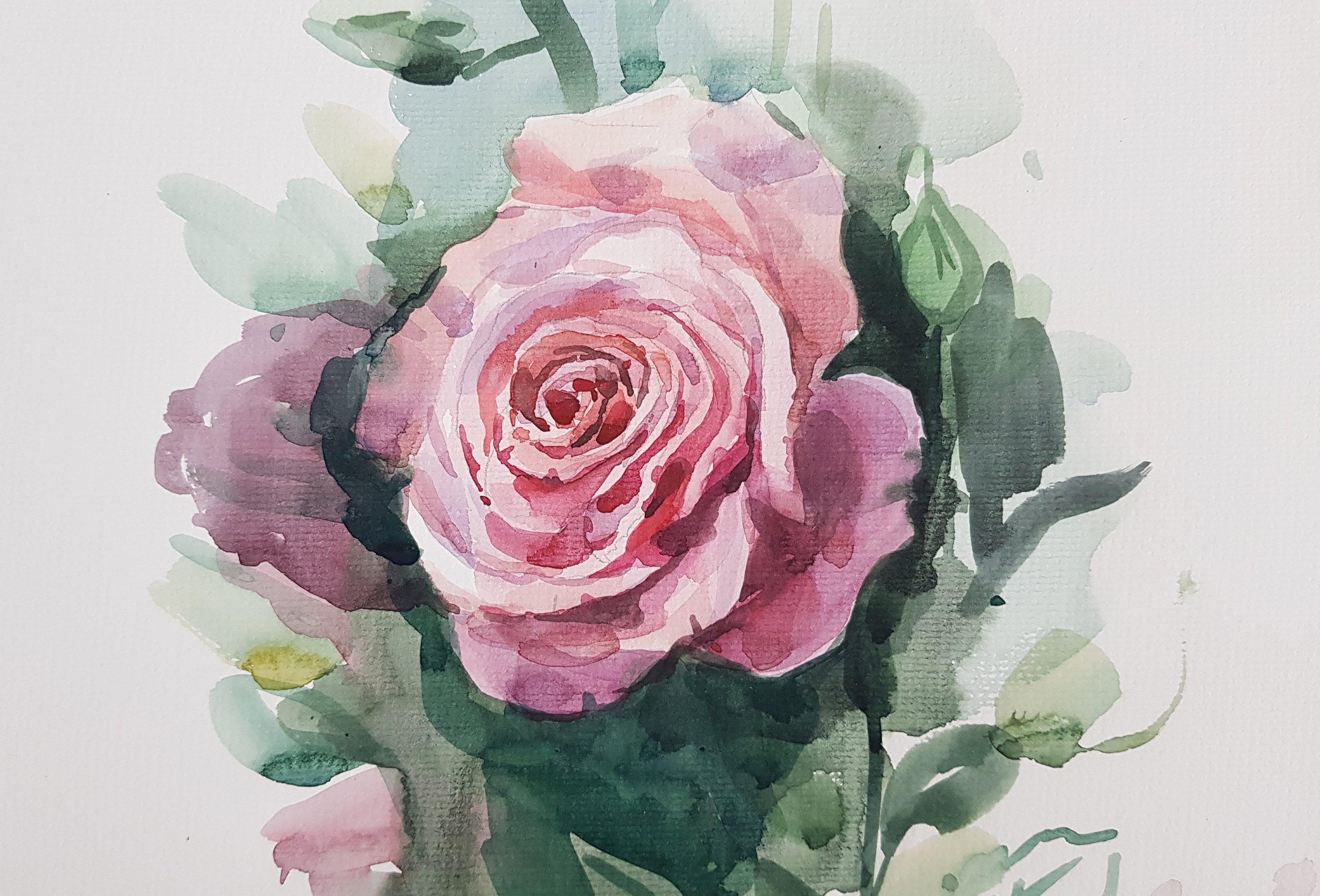 Rose watercolor painting / original painting roses / pink rose Etsy