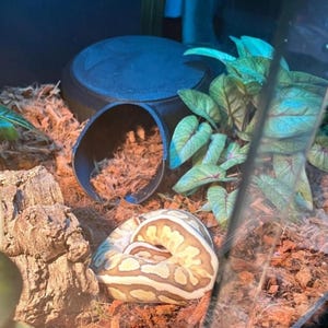 Dome Snake Hide with removable top.