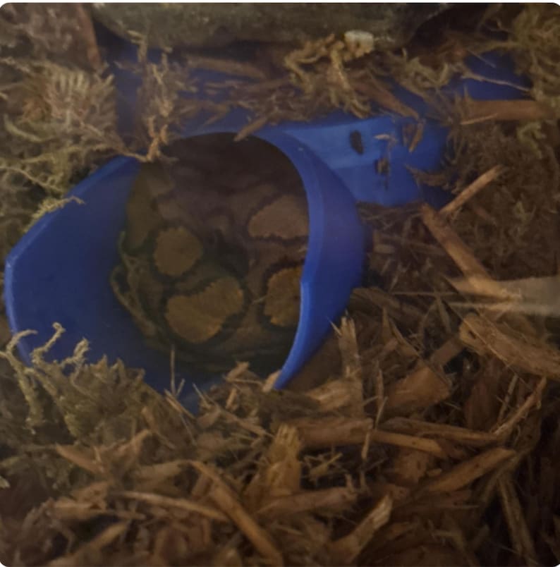 Pu&ograve; includere: Un serpente marrone e nero arrotolato all'interno di un nascondiglio di plastica blu. Il nascondiglio &egrave; parzialmente sepolto in trucioli di legno marroni.