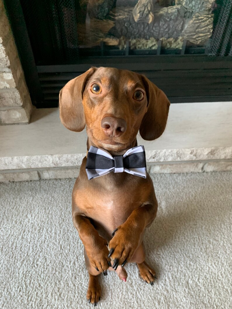 Stocking Stuffer Black and White Plaid Bow Tie Pet Bow Christmas Theme Puppy Gift Pet Gift Christmas Gift Over The Collar Dog Bow Tie