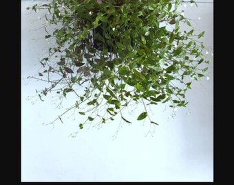 Bridal Veil Plant Etsy Bridal Veil Plant Etsy
