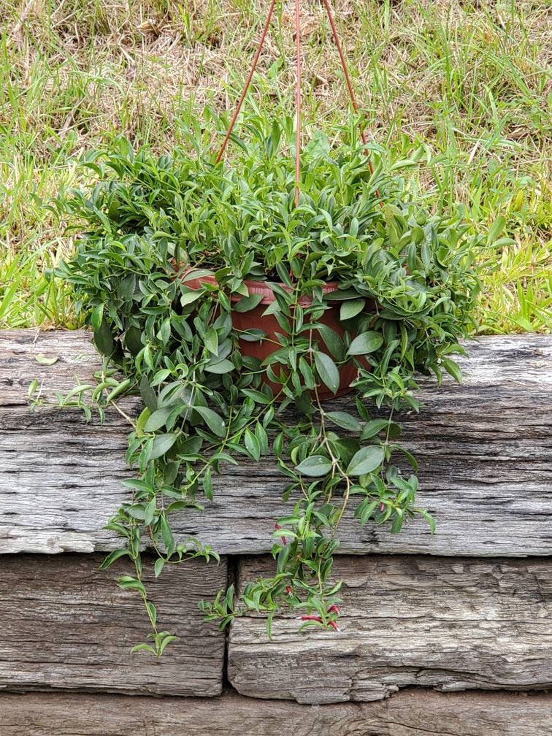 Mini Variegated Lipstick Plant Cutting Etsy