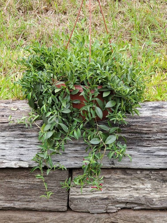 Mini Variegated Lipstick Plant Cutting Etsy