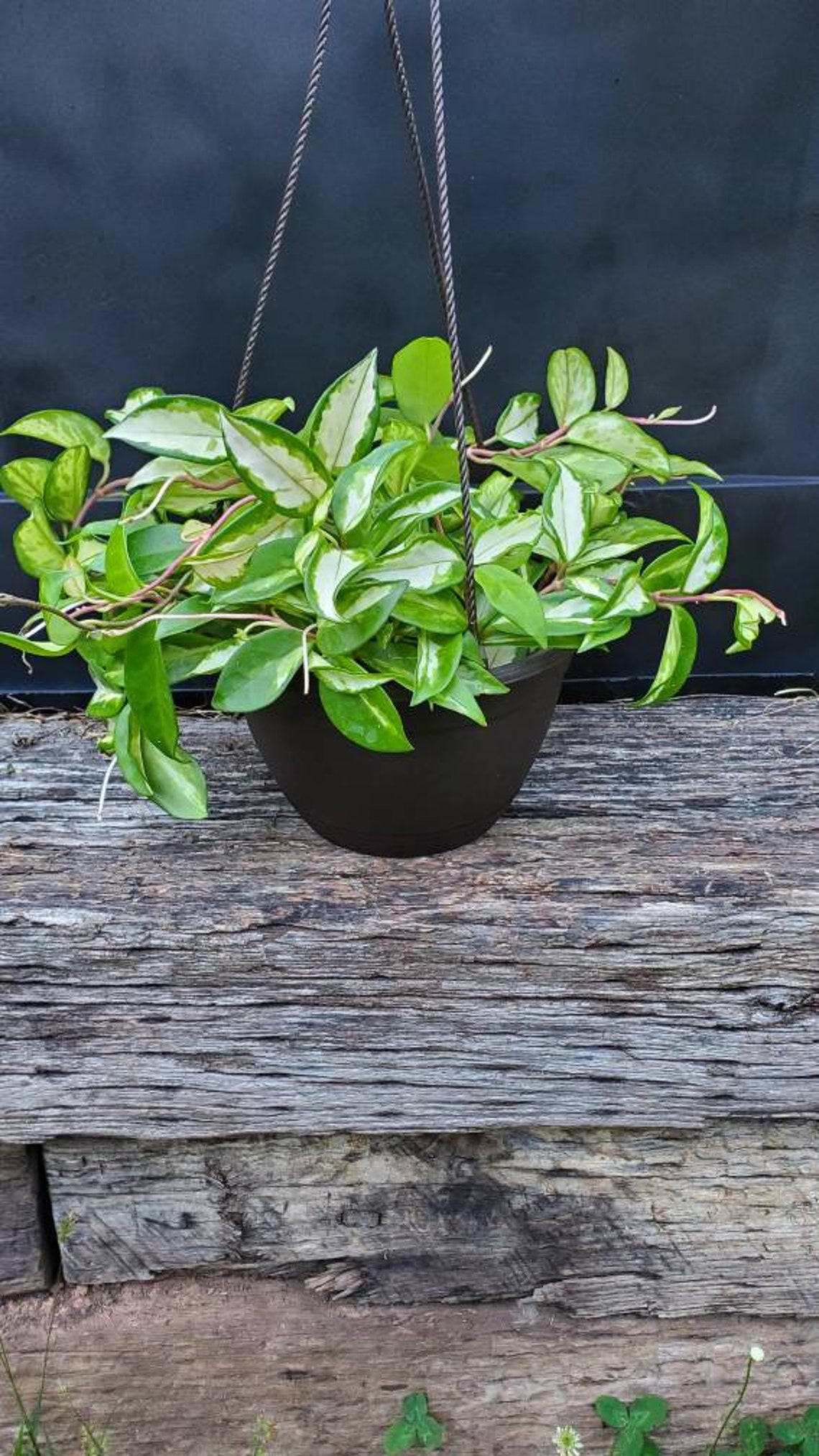 Hoya Carnosa Compacta Rubra Wax Plant cutting | Etsy