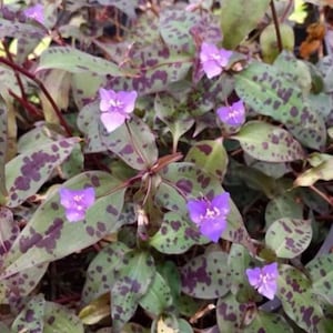 Rare!!!!****** Widows tears (Tinantia pringlei) cuttings