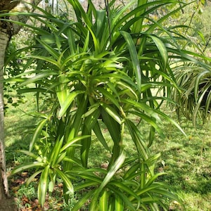 Hawaiian Spider Plant Baby