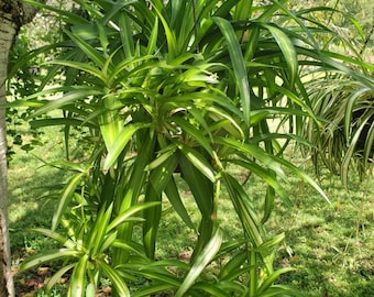 Hawaiian Spider Plant Baby