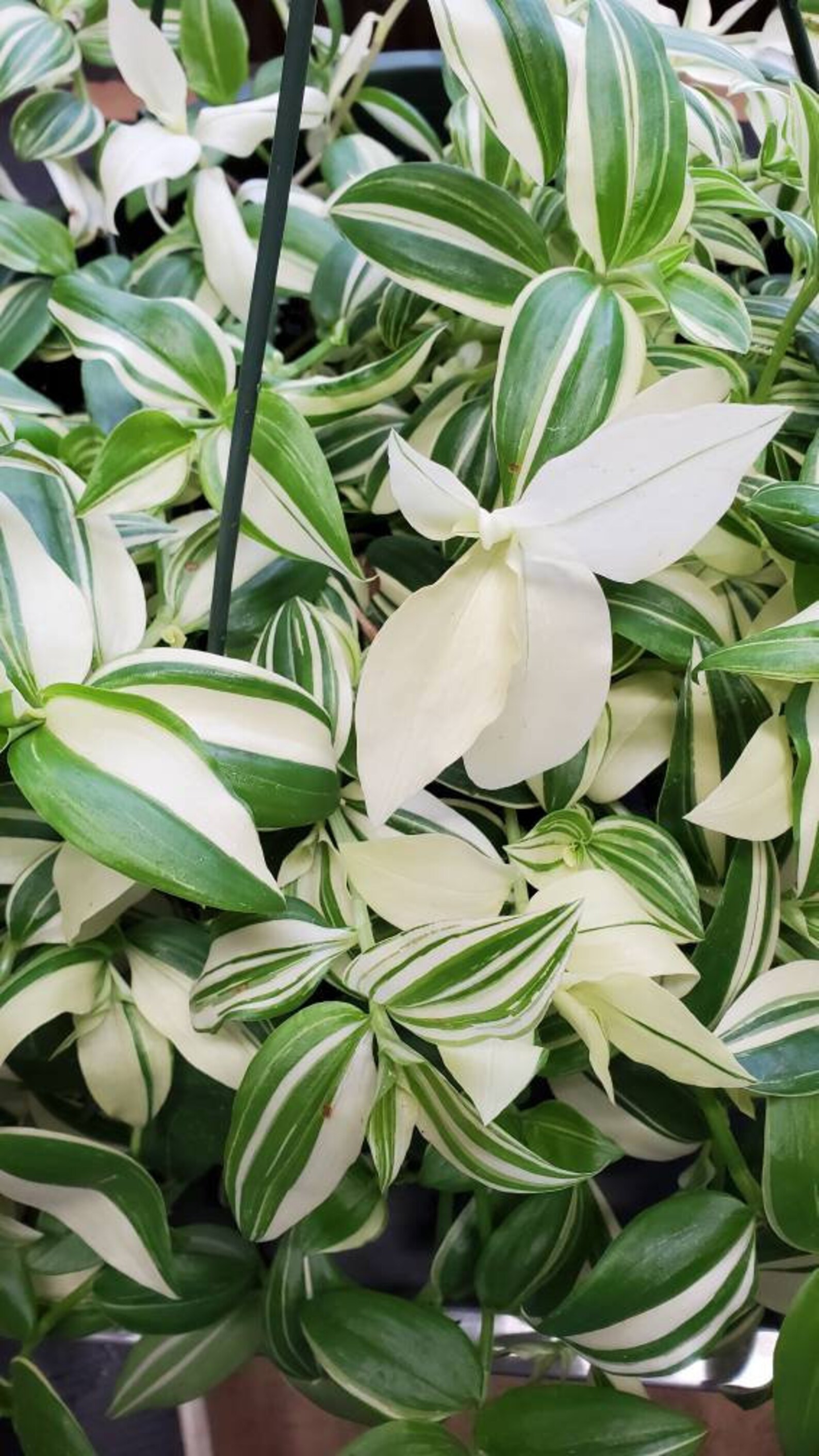 Tradescantia Fluminensis Variegata wandering gypsy cutting