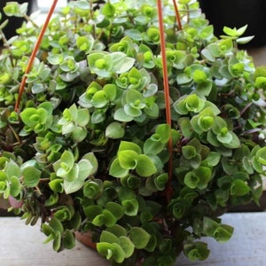 Turtle Vine cutting