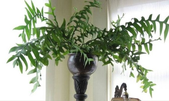 Fern Leaf Orchid Cactus Cutting - Etsy