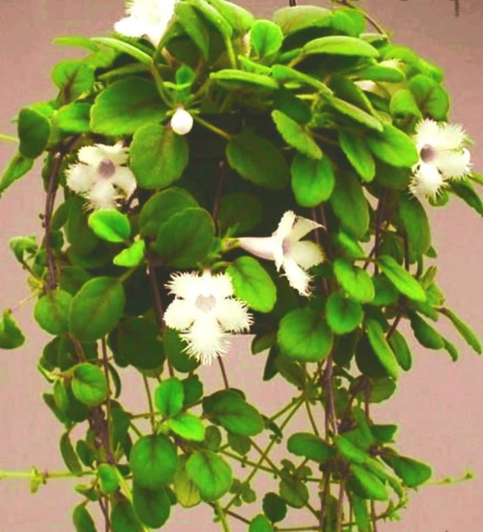 Lace Flower Vine Alsobia dianthiflora Etsy