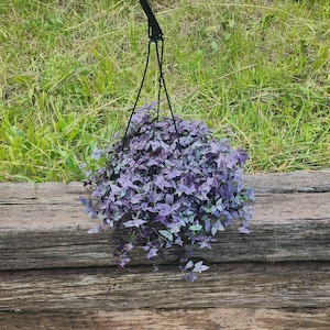 paloma wool フラワープリント ベアトップ ダークパープル paloma wool フラワープリント ベアトップ ダークパープル