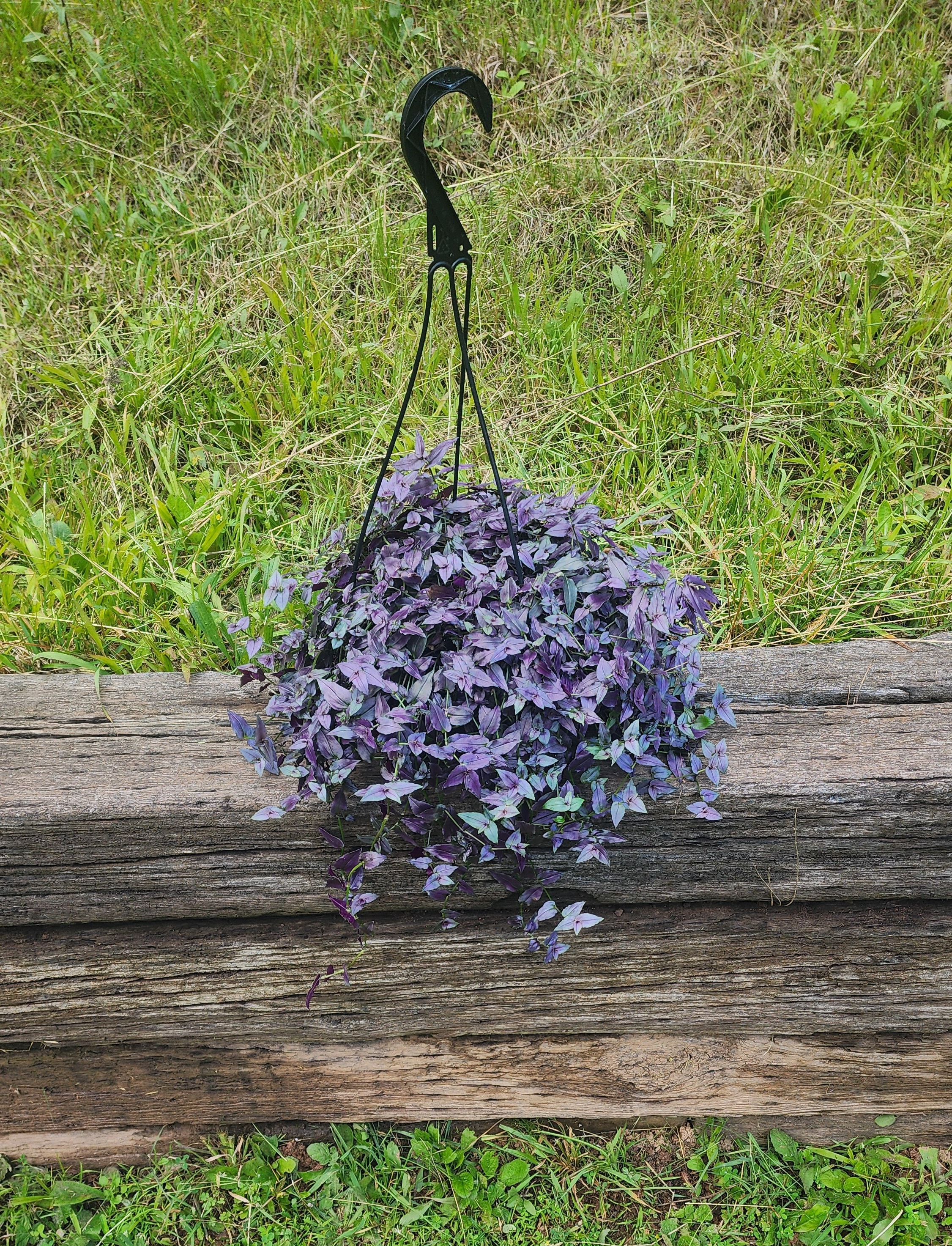 paloma wool フラワープリント ベアトップ ダークパープル Purple Tahitian Bridal Veil Cutting - Etsy