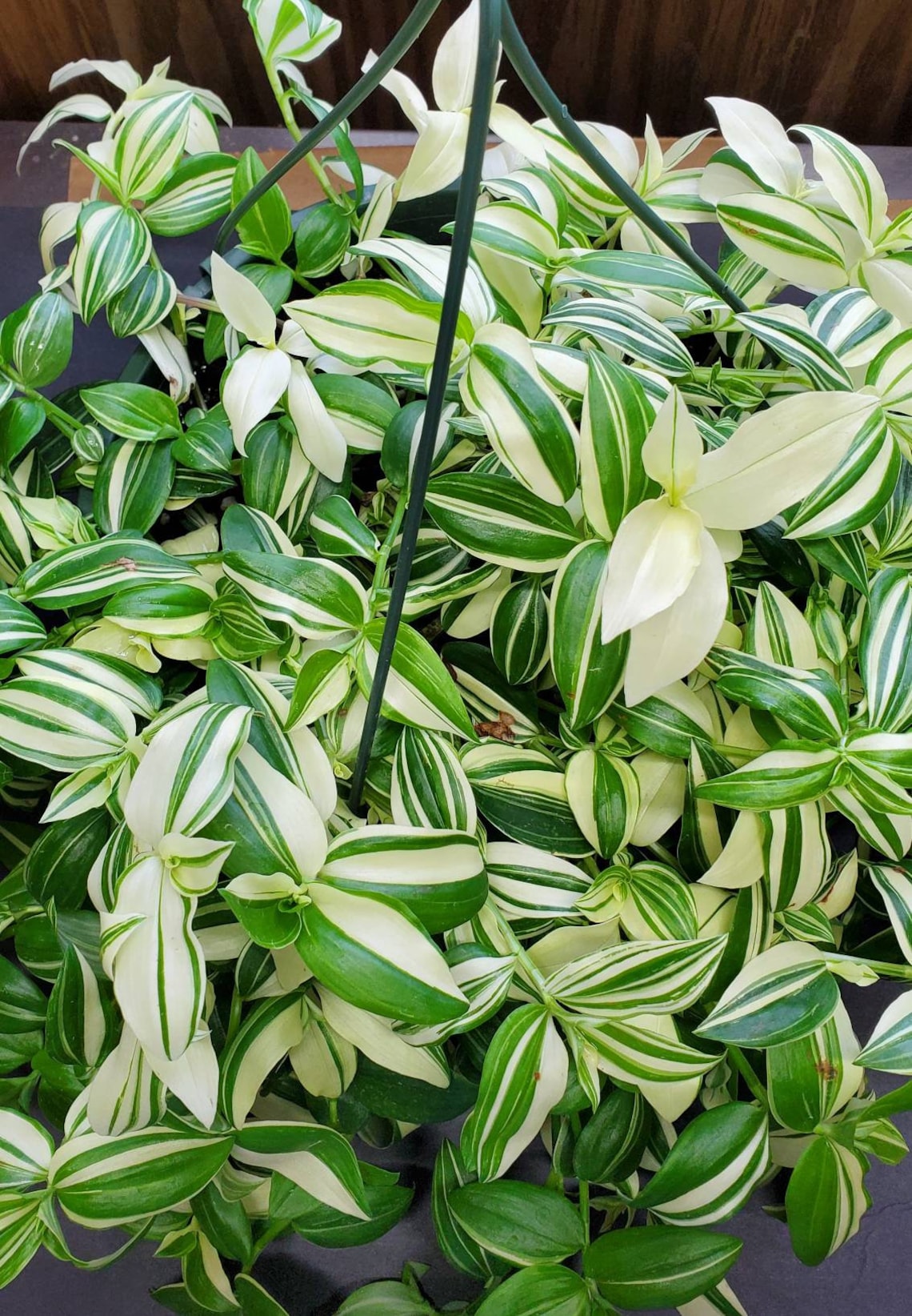 Tradescantia Fluminensis Variegata wandering Gypsy Cutting - Etsy