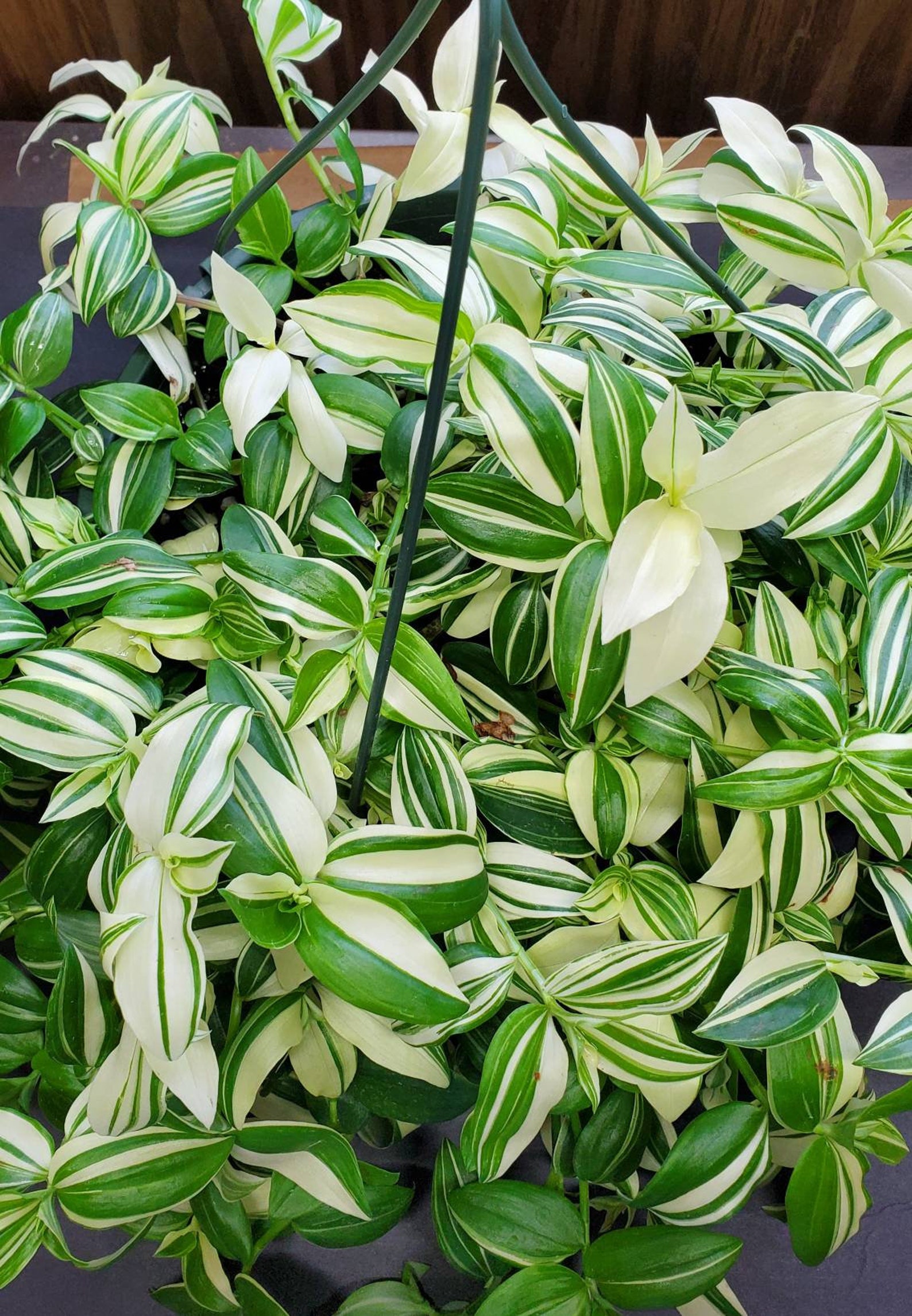 Tradescantia Fluminensis Variegata wandering Gypsy Cutting - Etsy