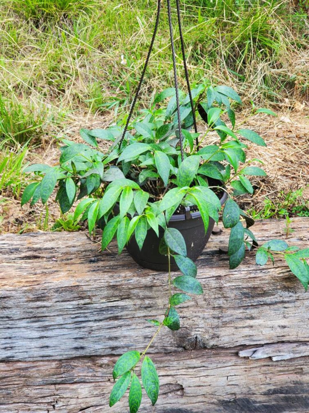 Black Pagoda Lipstick Plant Cutting Etsy