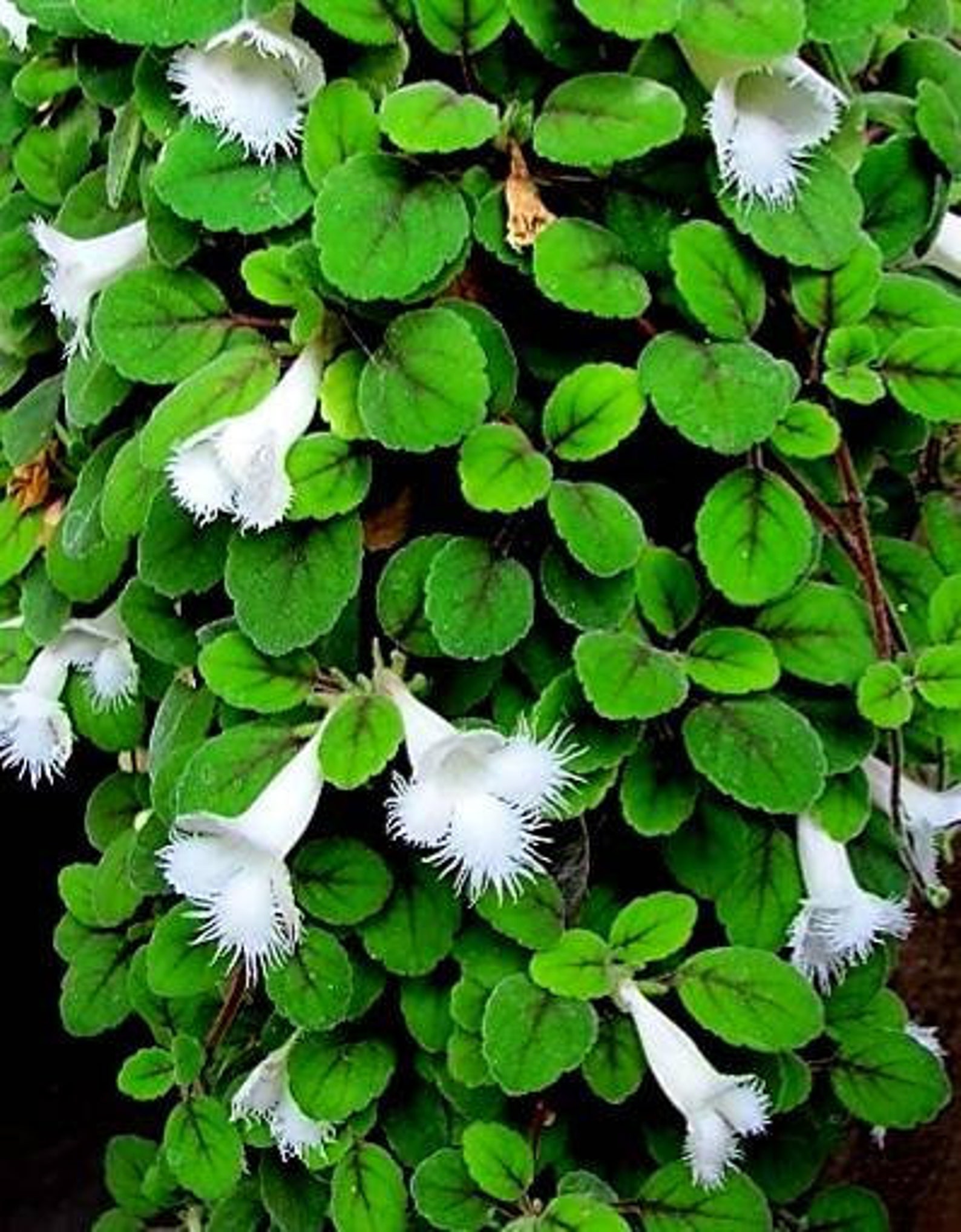 Lace Flower Vine Alsobia dianthiflora Etsy