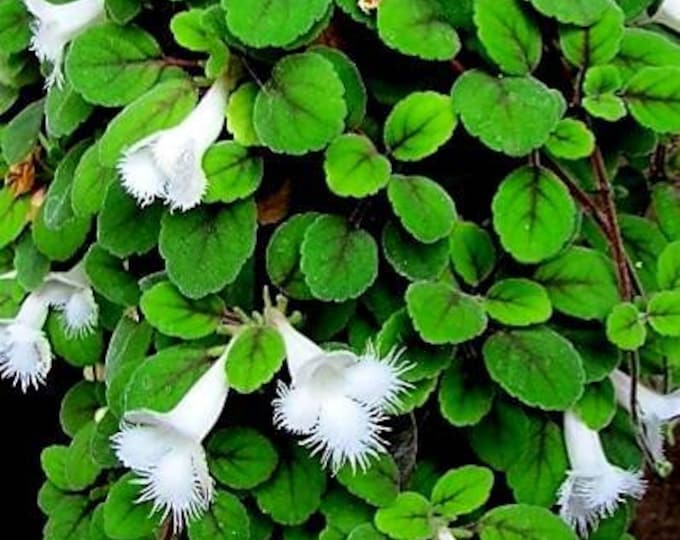 Lace Flower Vine (alsobia Dianthiflora) Cutting - Etsy
