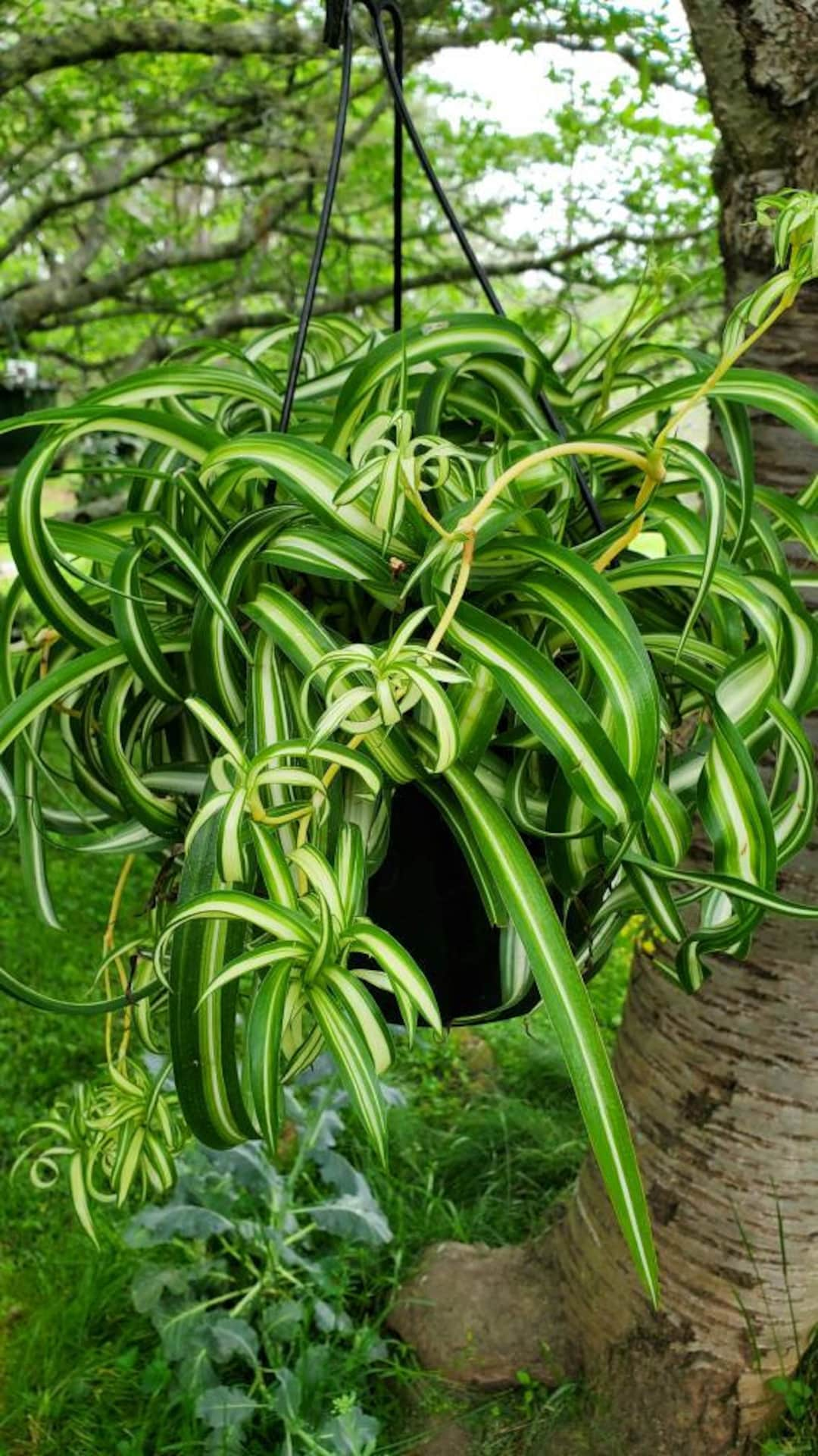 Spider Plants – Beyond Behnkes