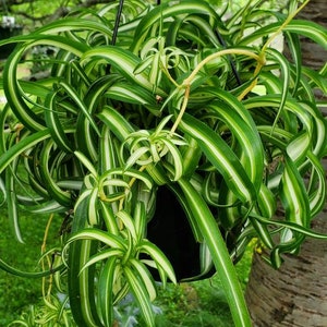 Bonnie curly spider plant baby (variegated)