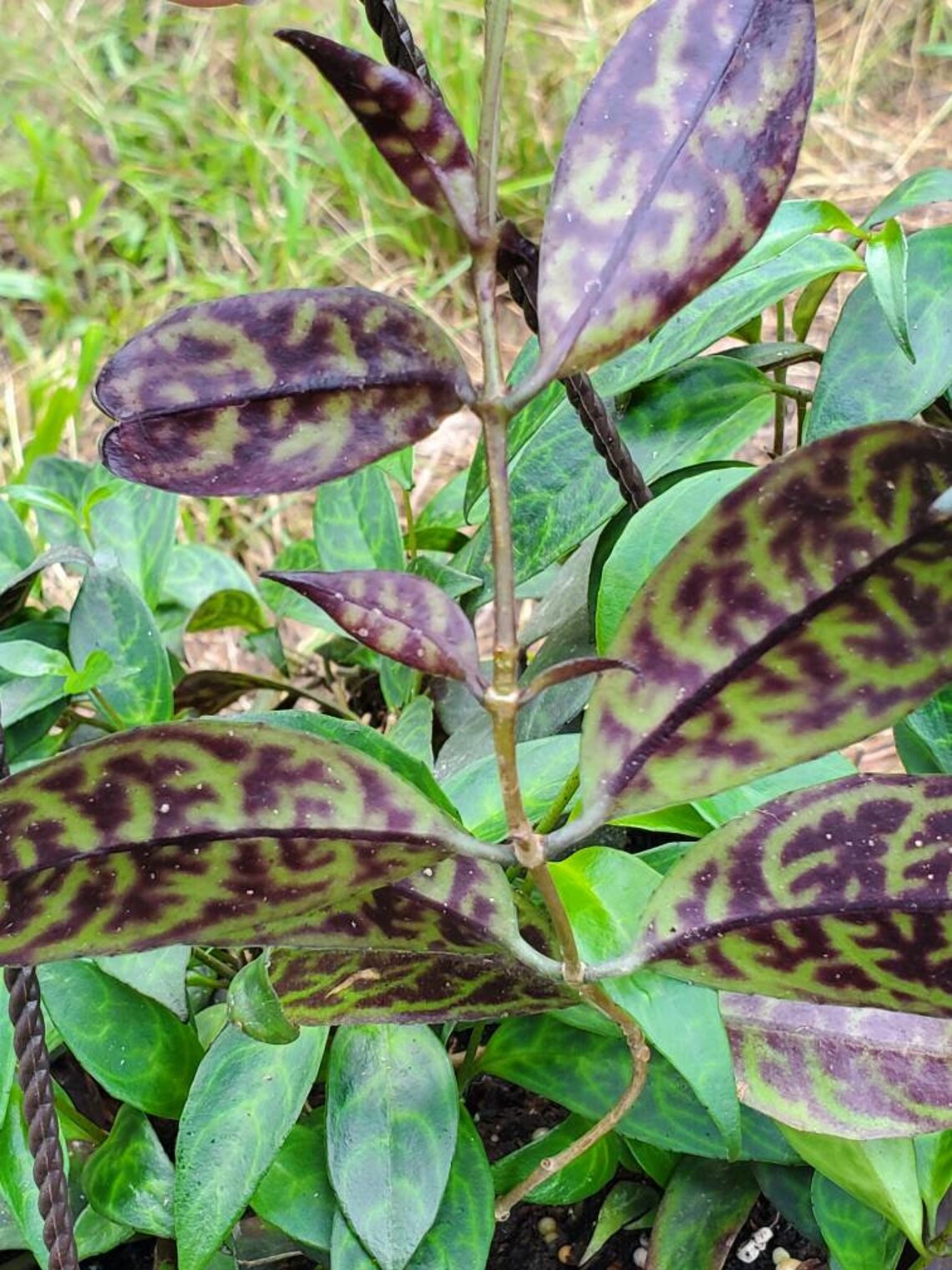 Black Pagoda Lipstick Plant Cutting Etsy