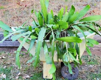 Orchid Cactus cuttings