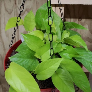 May include: A hanging planter with a chain, filled with a green and yellow variegated plant. The planter is red and the plant is lush and full.