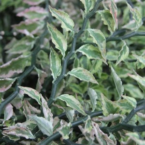 May include: Close-up of a green and white variegated plant with thin, spiky stems and small, pointed leaves.