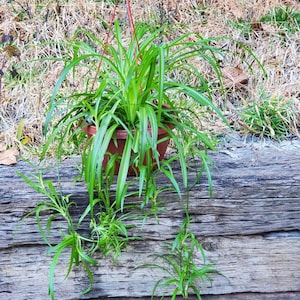 Solid green spider plant babies