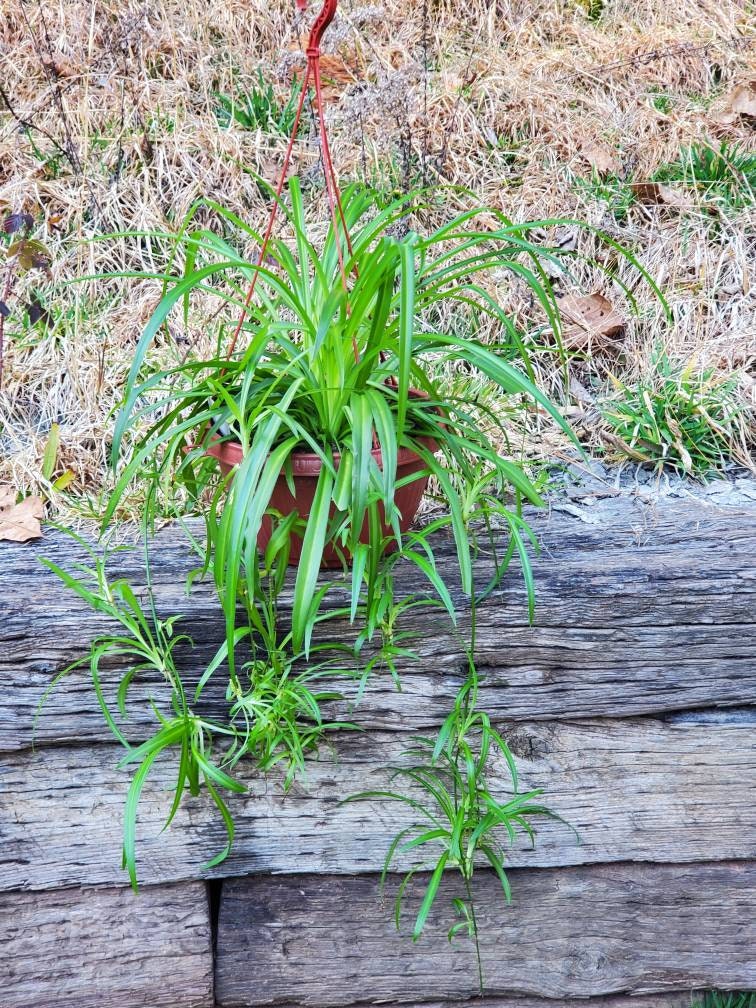 Solid green spider plant baby