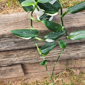 green zebra tomato plant Tomato 'Green Zebra' – Green Harvest main image 1