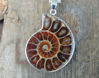 Puede incluir: Un collar de cadena de plata con un colgante de fósil de amonita marrón y blanco. El colgante tiene forma de espiral con un patrón detallado e intrincado.