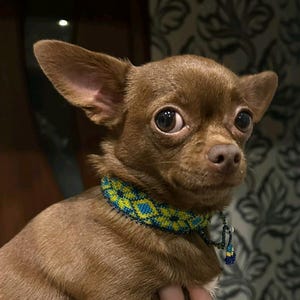 Chihuahua Collar, XS Dog Collar, Small Breed Dog Jewellery, Dog Mom or Dad Gift