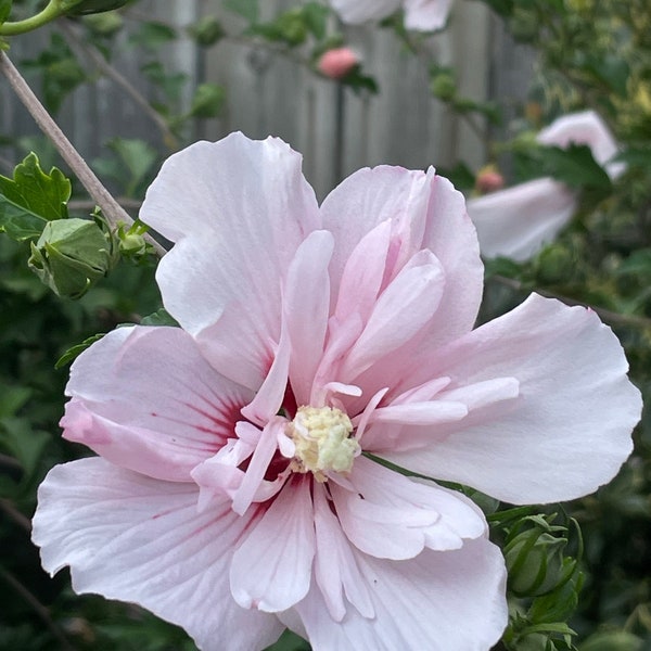 Pink Double-Blooming Rose of Sharon Althea Shrub Seedpods, Perennial Seeds, Organic Natural Bowl Filler, Wedding Decor, Vase Filler, Crafts