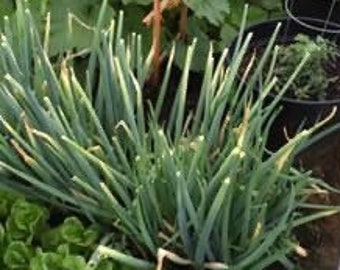 Giant Green Onion Seedheads, Allium Fistulosum Seeds, Spring Onions, Welsh Onions, Veggie Garden Seeds, Vegetable Garden, Onion Lovers