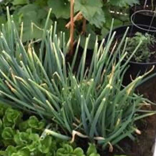 Giant Green Onion Seedheads, Allium Fistulosum Seeds, Spring Onions, Welsh Onions, Veggie Garden Seeds, Vegetable Garden, Onion Lovers