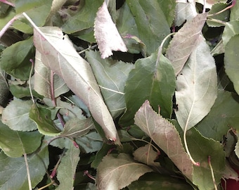 Dried Apple Leaves Homegrown, Natural Herbal Incense, Ritual Apple Leaf, Apple Leaf Craft Supply, Home Apothecary, Bulk Herb, Pet Supply