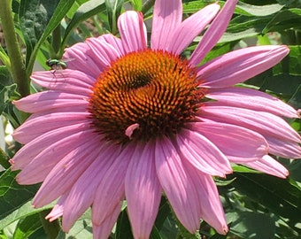 Paarse zonnehoed Echinacea hele seedheads, biologische Echinacea Purpurea-zaden, zonnehoed, bestuivertuin, inheemse planten