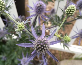 Semillas perennes de cardo marino azul acero Eryngium 'Blue Glitter', semillas de cardo marino azul para jardín rústico, cabezas de semillas de cardo marino azul, pleno sol.
