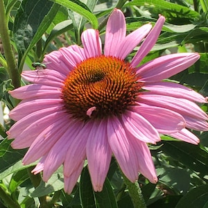 Sonnenhut Echinacea ganze Samenköpfe, Bio Echinacea purpurea Samen, Sonnenhut Samen, Bestäuber Garten, einheimische Pflanzen