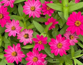 Hot Pink Zinnia Seeds, Pink Annuals Seeds, Single Blooming Zinnia Flowers, Hot Pink Garden Flowers, Cottage Garden, Pollinator Garden Seeds