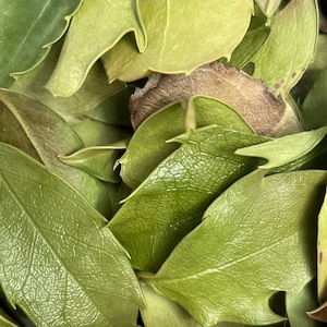 Dried Holly Leaves, Natural Herb Incense, Holly Loose Smudging Incense, Ritual Holly Leaf, Holly Leaf Craft Supply, Protection Holly