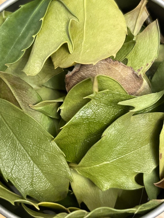 Getrocknete Bltter der Stechpalme, Ilex Aquifolium, Natrlicher  Rucherstbchen, Rucherstbchen Rucherstbchen, Ritual Stechpalme Blatt,  Handwerk Bedarf, Schutz Holly - Etsy Schweiz
