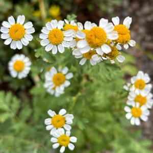 Feverfew Seeds, Organic Feverfew Seeds, Tanacetum parthenium, Pollinator Garden, Native Plants, Tea Garden, Herb Garden