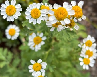 Feverfew Seeds, Organic Feverfew Seeds, Tanacetum parthenium, Pollinator Garden, Native Plants, Tea Garden, Herb Garden
