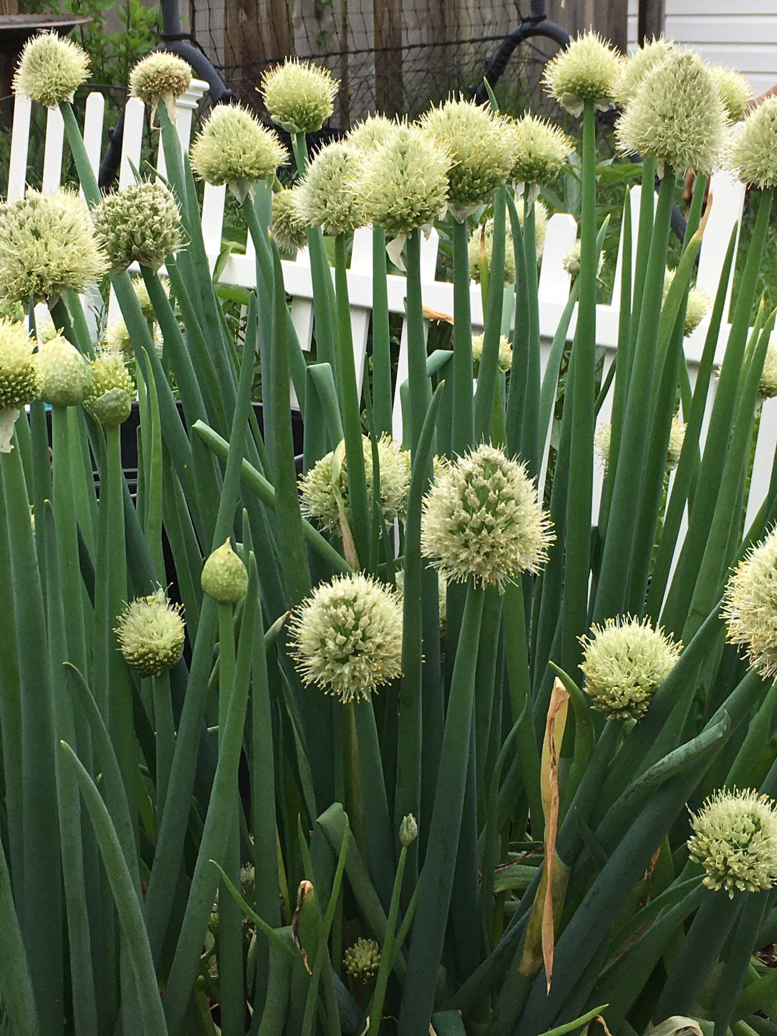 Giant Green Onion Seeds Spring Onions Welsh Onions Allium Etsy