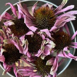 Purple Coneflower, Tinctures, Home Apothecary; Homegrown Whole Organic Naturally Dried Echinacea Purpurea Coneflower Flowers