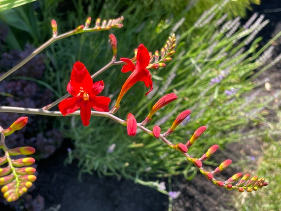 Red Lucifer Crocosmia Flower Seeds, Red Montbretia, Coppertips Seeds, Red  Falling Stars Seeds, Red Flaming Tongue Crocosmia Seeds, Perennial - Etsy