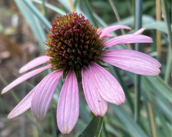Semillas de equinácea Magnus, cabezas de semillas orgánicas, cabezas de semillas orgánicas enteras para plantar, floristería y manualidades.