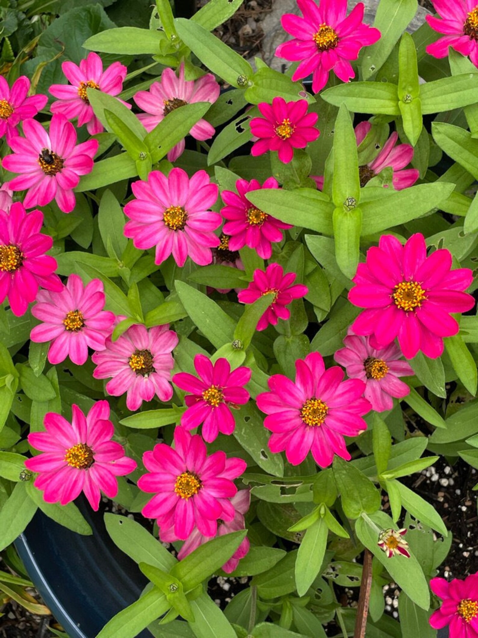 Hot Pink Zinnia Seeds Pink Annuals Seeds Single Blooming Etsy